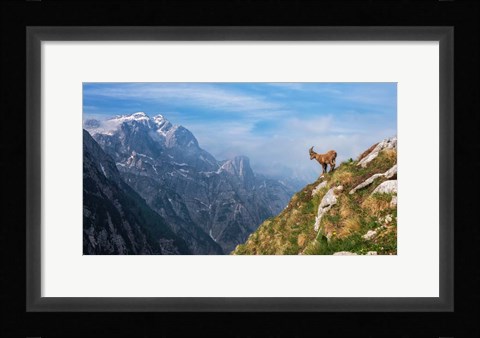 Framed Alpine Ibex in the Mountains Print