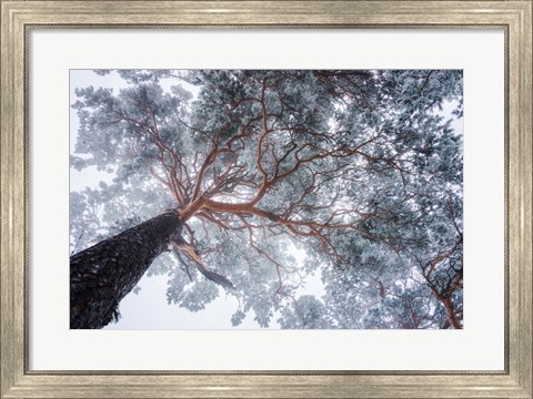 Framed Winter Tree Lines Print