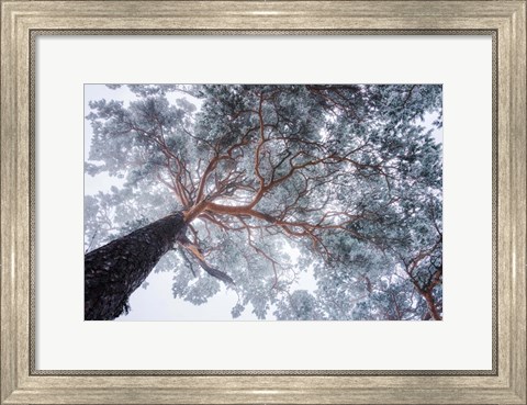Framed Winter Tree Lines Print