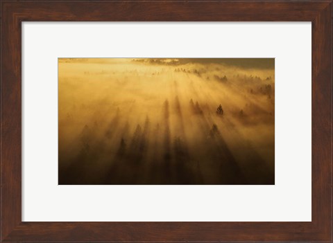 Framed Morning in the Forest Print