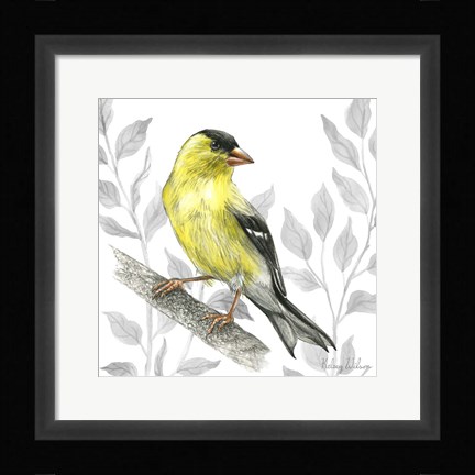 Framed Backyard Birds III-Goldfinch I Print