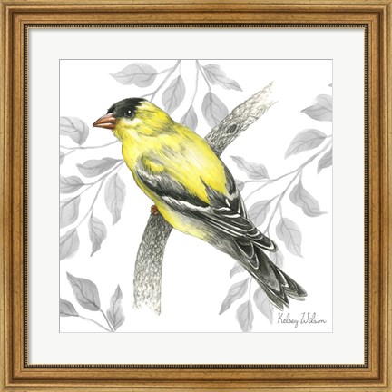 Framed Backyard Birds IV-Goldfinch II Print