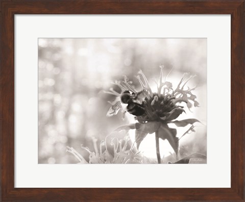 Framed Wild Flowers II Print