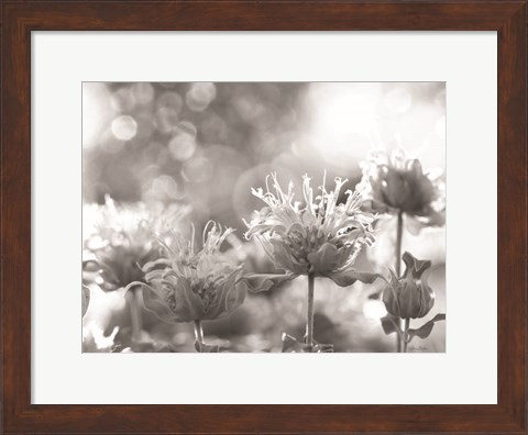 Framed Wild Flowers IV Print
