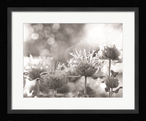 Framed Wild Flowers IV Print