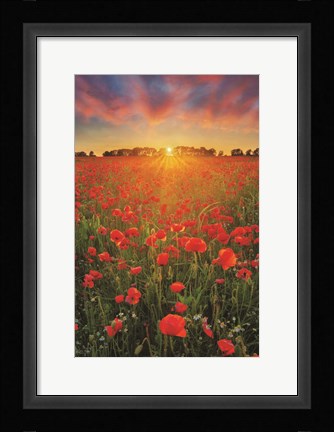 Framed Poppies at Sunset Print
