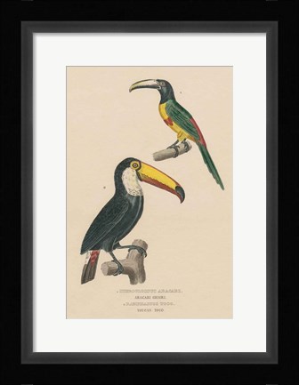 Framed Toucan Study Print