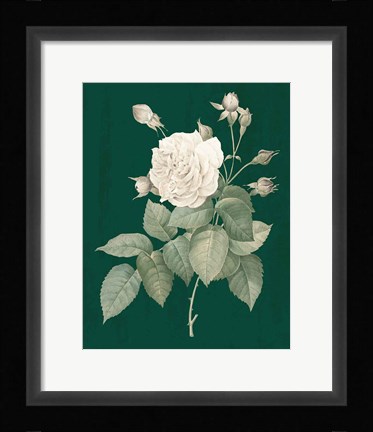Framed White Roses on Green I Print