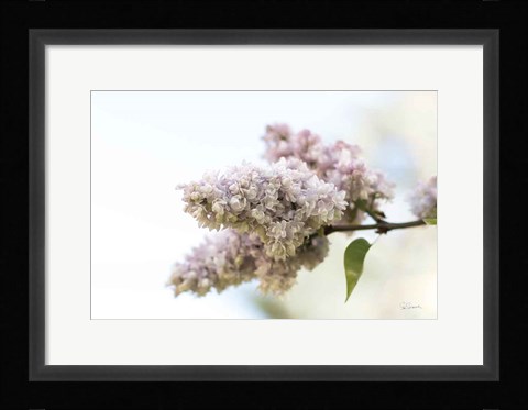 Framed Pale Lilacs II Print
