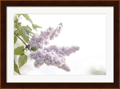 Framed Pale Lilacs I Print