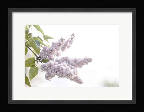 Framed Pale Lilacs I Print