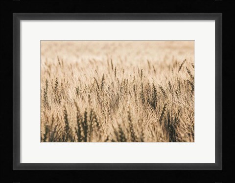 Framed Dakota Wheat Fields Print