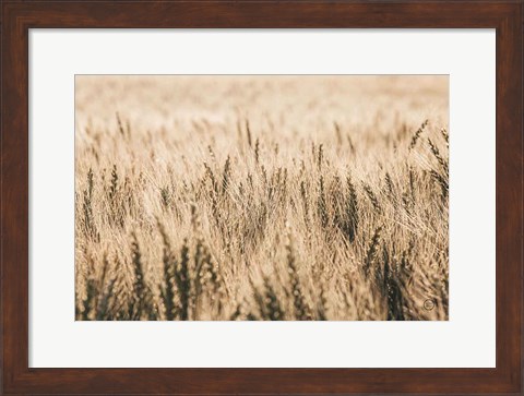 Framed Dakota Wheat Fields Print
