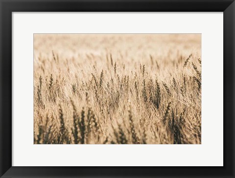 Framed Dakota Wheat Fields Print