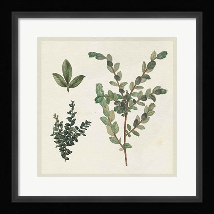 Framed Victorian Garden Chart II Print