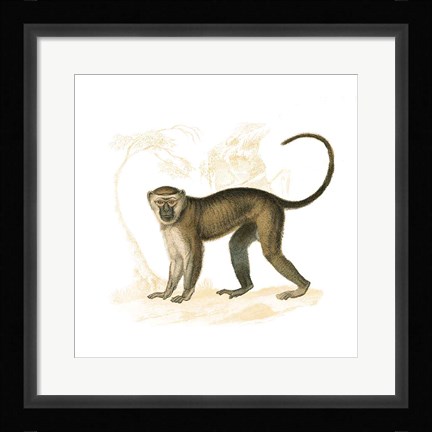 Framed Golden Monkey Print