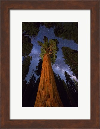 Framed Sequoia Gen Sherman Print