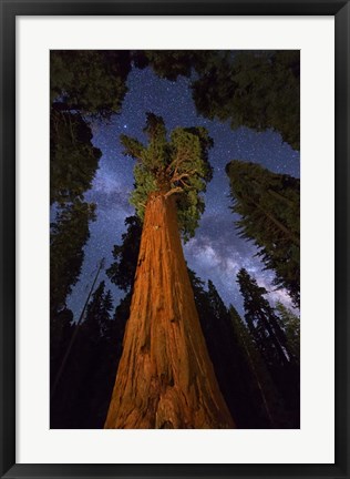 Framed Sequoia Gen Sherman Print