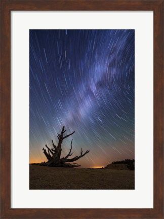 Framed Star Trails behind old Bristlecone Pine Print