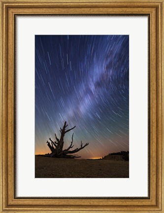 Framed Star Trails behind old Bristlecone Pine Print