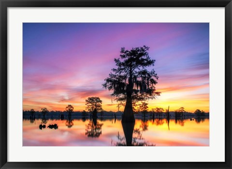 Framed Cajun Radiance Print