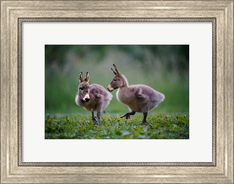 Framed Donkey Ducklings Print