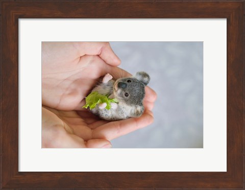 Framed Baby Koala Print