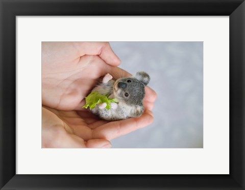 Framed Baby Koala Print