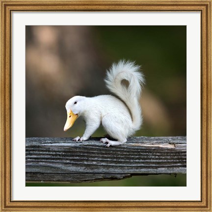 Framed Duckbilled Squirrel Print
