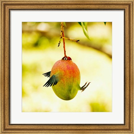 Framed Mangobird Print