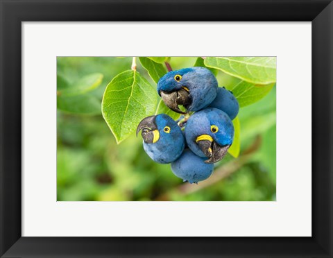 Framed Parrotberries Print