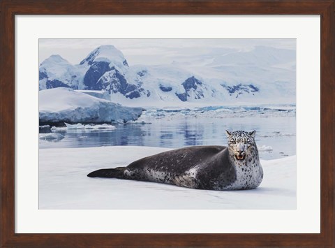 Framed Leopard Seal Print