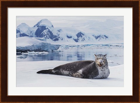 Framed Leopard Seal Print