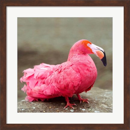 Framed Short neck flamingo Print