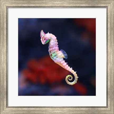Framed Seameleon Print