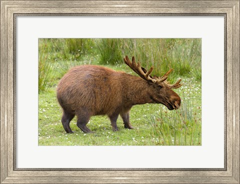Framed Capybaroose Print