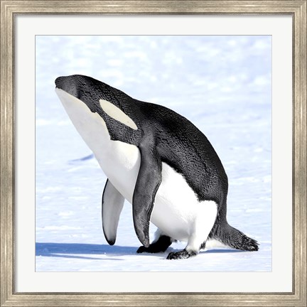 Framed Orcaguin Print
