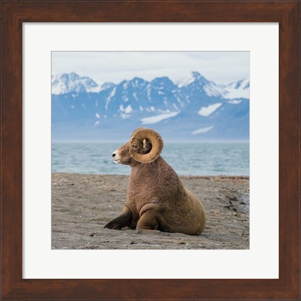 Framed Big Horn Walrus Print