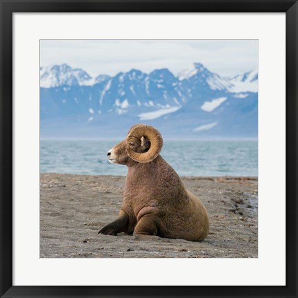 Framed Big Horn Walrus Print