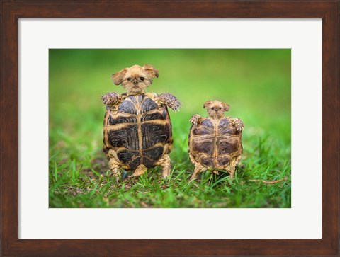Framed Turtle Pups Print