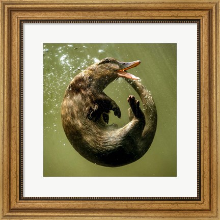Framed Otterduck Print
