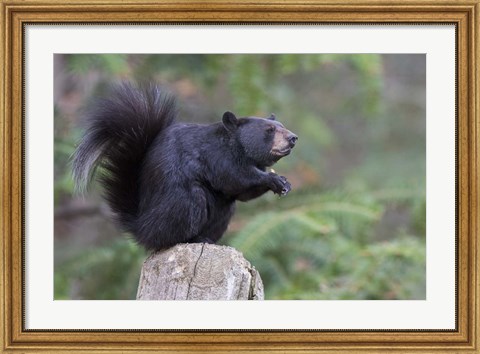 Framed Squirrelbear Print