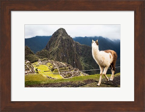 Framed Alpacat Print