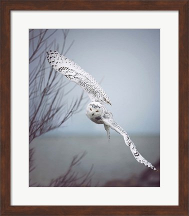 Framed Snowy Owl In Flight Print