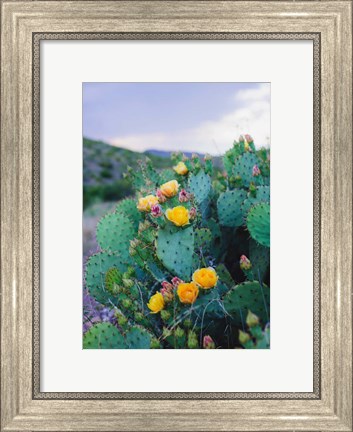 Framed Spring Cacti No. 2 Print