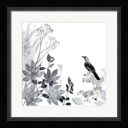 Framed Thoughtful Wattlebird Print