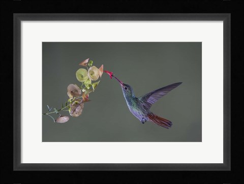 Framed Stretch Print