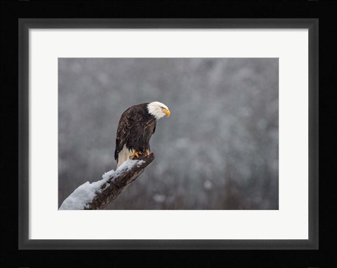 Framed Snow on the Skagit Print