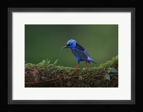 Framed Little but Fierce Print