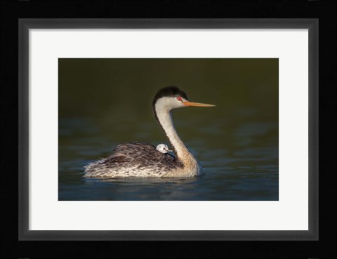 Framed Front Seat View Print